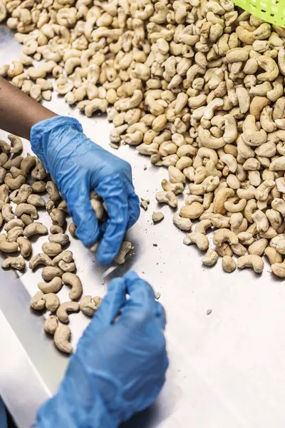 Kamboçya 'daki modern endüstriyel tarım fabrikasında ceviz ayıran işçiler.