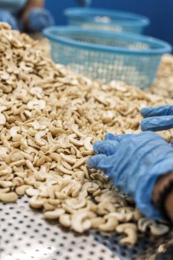 Kamboçya 'daki modern endüstriyel tarım fabrikasında ceviz ayıran işçiler.