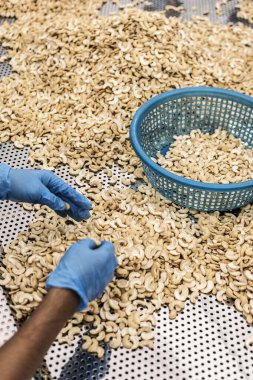 Kamboçya 'daki modern endüstriyel tarım fabrikasında ceviz ayıran işçiler.