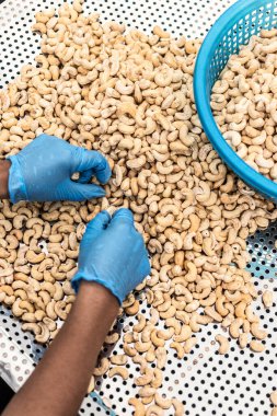 Kamboçya 'daki modern endüstriyel tarım fabrikasında ceviz ayıran işçiler.