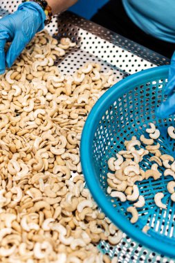 Kamboçya 'daki modern endüstriyel tarım fabrikasında ceviz ayıran işçiler.