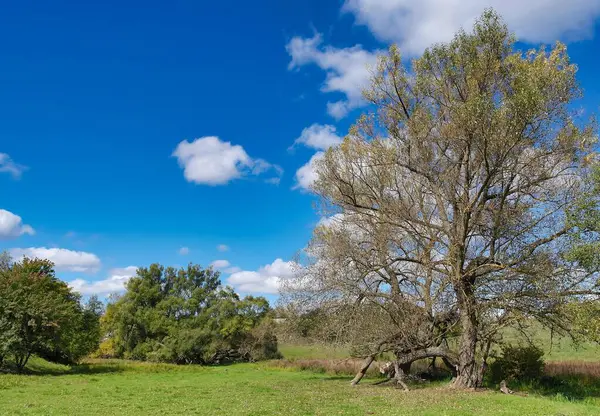 Весенний Пейзаж Деревьями Деревья Поле Стоковое Фото