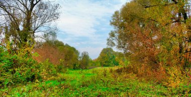 Ağaçlı sonbahar manzarası, güzel kırsal çayır, çayır, çayırda dinlenen inek