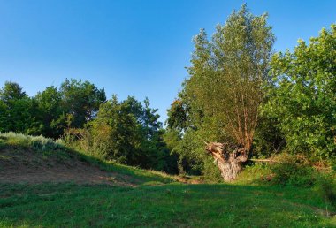Yaz manzarası, yeşil çimenler ve mavi gökyüzü, ormandaki ağaçlar.