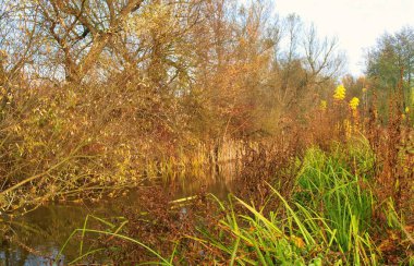 Ormandaki nehir, ormandaki göl, nehir ve bulutlar, sudaki ağaçların yansıması.