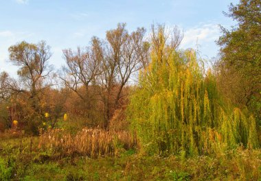 Ağaçlı sonbahar manzarası, güzel kırsal çayır, çayır.