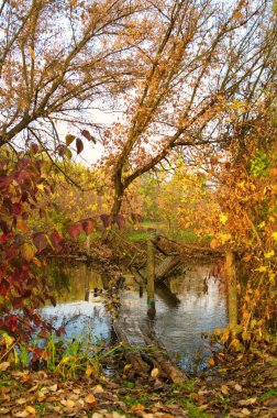 Ormandaki nehir, ormandaki göl, nehir ve bulutlar, sudaki ağaçların yansıması.