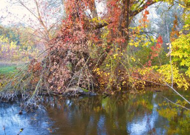 Ormandaki nehir, ormandaki göl, nehir ve bulutlar, sudaki ağaçların yansıması.
