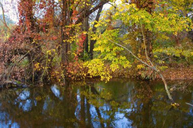 Ormandaki nehir, ormandaki göl, nehir ve bulutlar, sudaki ağaçların yansıması.
