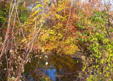 Ormandaki nehir, ormandaki göl, nehir ve bulutlar, sudaki ağaçların yansıması.