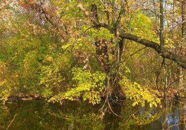 Ormandaki nehir, ormandaki göl, nehir ve bulutlar, sudaki ağaçların yansıması.