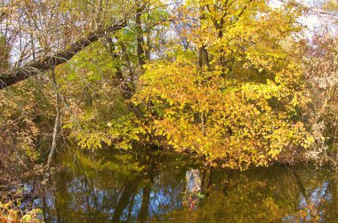Ormandaki nehir, ormandaki göl, nehir ve bulutlar, sudaki ağaçların yansıması.