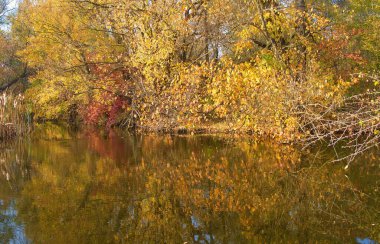 Ormandaki nehir, ormandaki göl, nehir ve bulutlar, sudaki ağaçların yansıması.