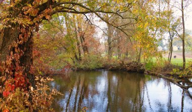 Ormandaki nehir, ormandaki göl, nehir ve bulutlar, sudaki ağaçların yansıması.