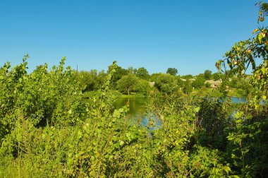 Ormandaki nehir, ormandaki göl, nehir ve bulutlar, sudaki ağaçların yansıması.