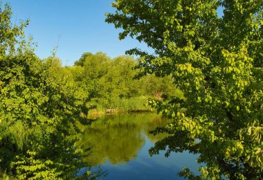 Ormandaki nehir, ormandaki göl, nehir ve bulutlar, sudaki ağaçların yansıması.