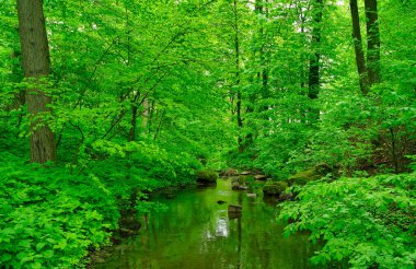 Eski terk edilmiş nehir veya gölet, bir sürü yeşil yosun, bataklık, çevre felaketi, ormandaki akarsu. Bahar manzarası