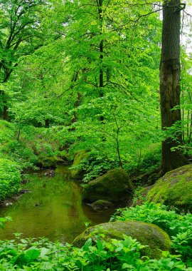 Eski terk edilmiş nehir veya gölet, bir sürü yeşil yosun, bataklık, çevre felaketi, ormandaki akarsu. Bahar manzarası