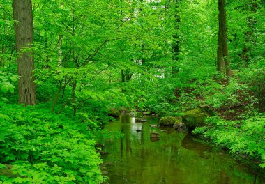 Eski terk edilmiş nehir veya gölet, bir sürü yeşil yosun, bataklık, çevre felaketi, ormandaki akarsu. Bahar manzarası