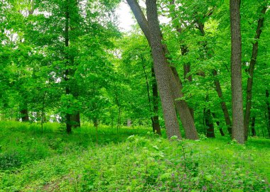 Sabah yeşil orman, ilkbahar parkta, patika ormanda