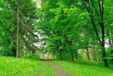 Sabah yeşil orman, ilkbahar parkta, patika ormanda