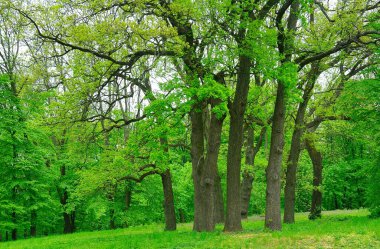 Sabah yeşil orman, ilkbahar parkta, patika ormanda