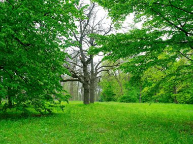 Sabah yeşil orman, ilkbahar parkta, patika ormanda