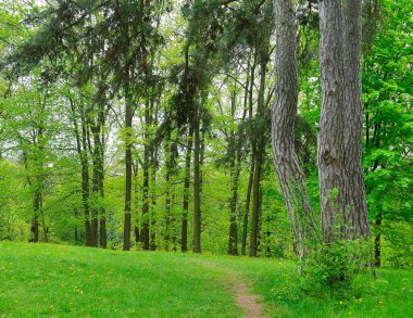 Sabah yeşil orman, ilkbahar parkta, patika ormanda