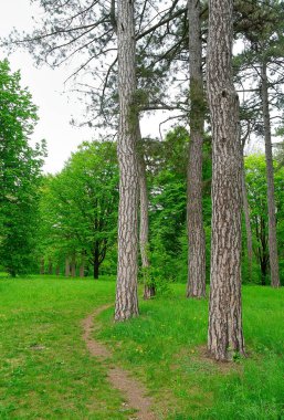 Sabah yeşil orman, ilkbahar parkta, patika ormanda