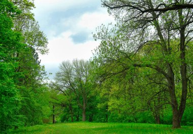 Sabah yeşil orman, ilkbahar parkta, patika ormanda