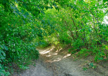 Sabah yeşil orman, ilkbahar parkta, patika ormanda