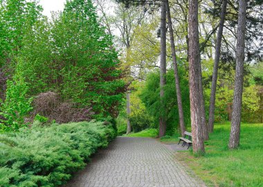 Sabah yeşil orman, ilkbahar parkta, patika ormanda