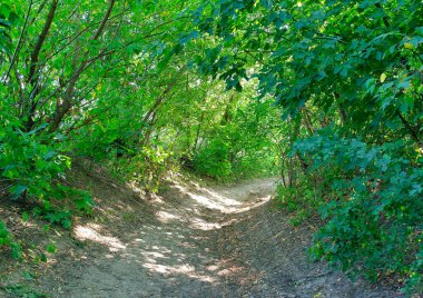 Sabah yeşil orman, ilkbahar parkta, patika ormanda