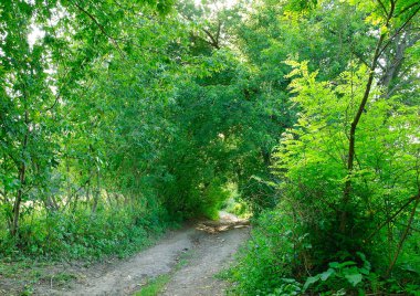 Sabah yeşil orman, ilkbahar parkta, patika ormanda