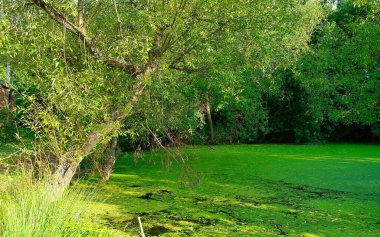 Eski terk edilmiş nehir veya gölet, bir sürü yeşil yosun, bataklık, çevre felaketi, ormandaki akarsu. Bahar manzarası