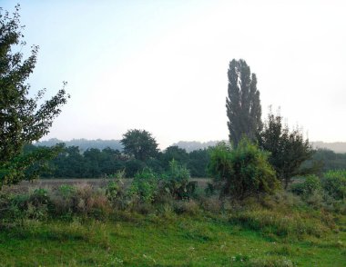 Güzel sabah, şafak, ormanda patika, ormanda yaz