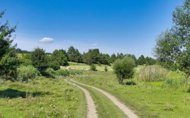 Yaz manzarası, göldeki inekler, nehirdeki inekler, tarladaki inekler.