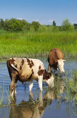 Yaz manzarası, göldeki inekler, nehirdeki inekler, tarladaki inekler.