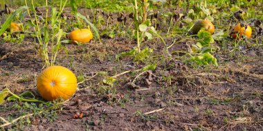 Sonbahar kırsal arazisi, tarlada balkabağı, çimlerde balkabağı