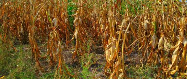 Autumn rural landscape, a field of overripe corn stalks, texture of grass clipart