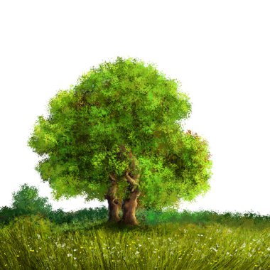 Beyaz arkaplanda resimler, beyaz arkaplanda yeşil ağaç