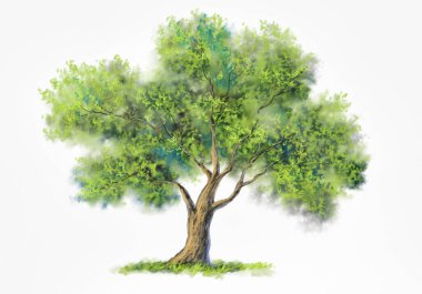 Suluboya resimler, beyaz arkaplanda izole edilmiş ağaç