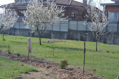 Permakültür, saman ve toprak zenginliği yoluyla karbondioksit oranının azaltılması için yeniden ağaçlandırma