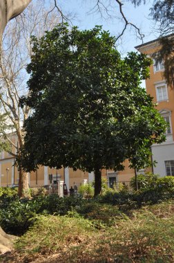 Trieste şehrinin manzarası, İtalya