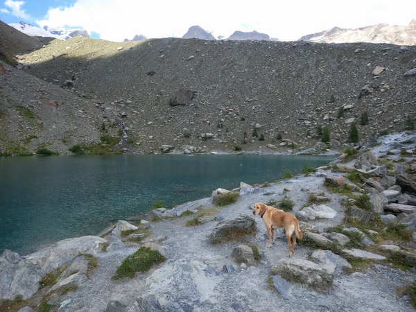 犬In Lago Blu Translation Blue Lake Ayas Aosta Valley Italy — ストック写真