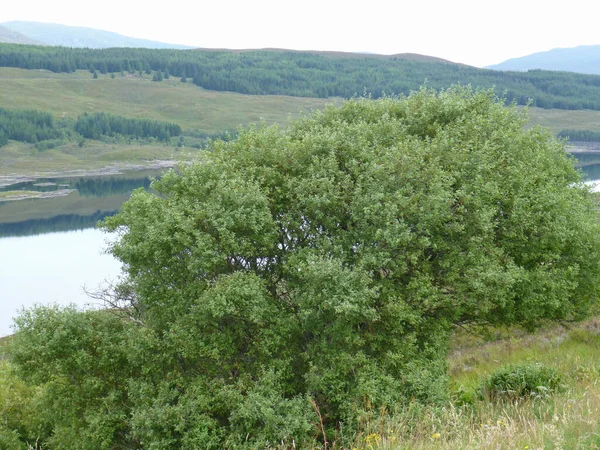 Loch Cluanie Nelle Highlands Nordoccidentali Della Scozia All Estremità Sudorientale — Foto Stock