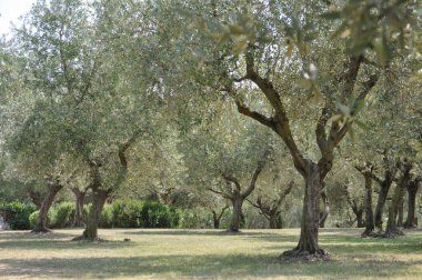 Zeytin ağacı bilimsel adı Olea europaea doğal bir arkaplan olarak kullanışlıdır