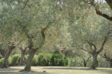 Zeytin ağacı bilimsel adı Olea europaea doğal bir arkaplan olarak kullanışlıdır