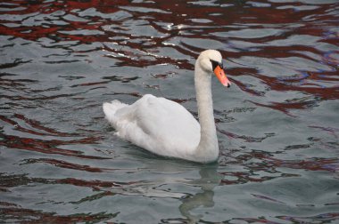 Beyaz kuğu bilimsel adı Cygnus hayvan sınıfı kuşların