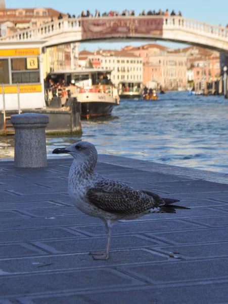 Θέα Της Πόλης Της Βενετίας Ιταλία — Φωτογραφία Αρχείου